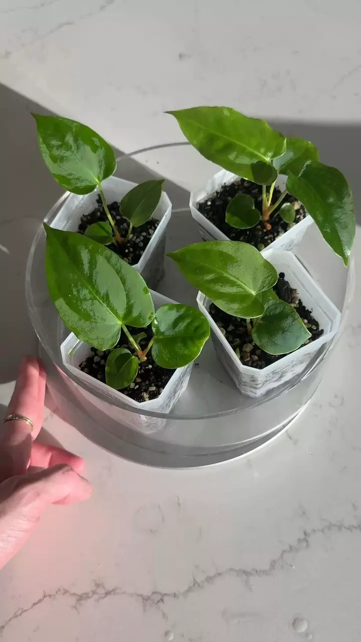plant/Anthurium Papillilaminum “Ft. Sherman” x Regale Seedlings-0