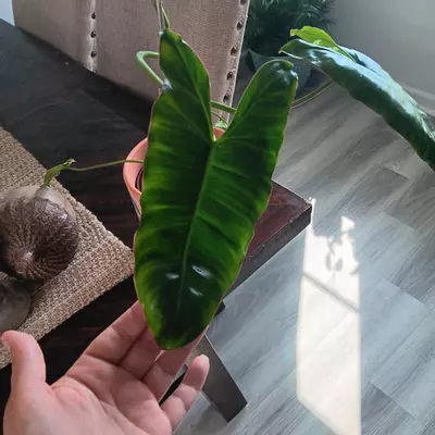 plant/Philodendron parasio Verde-0-thumbnail