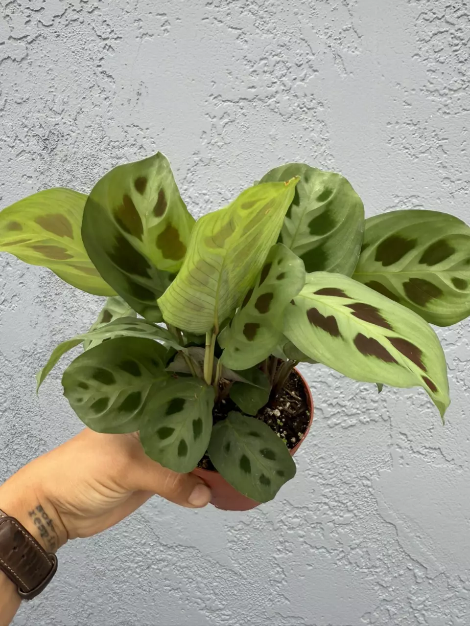 plant/4” Maranta ‘Leuconeura’ - “Prayer Plant “-1
