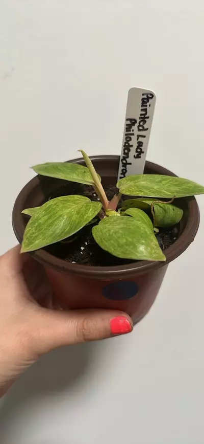 plant/Painted Lady Philodendron-0-thumbnail