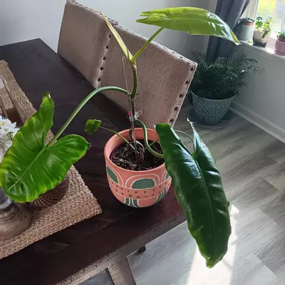 plant/Philodendron parasio Verde-1-thumbnail