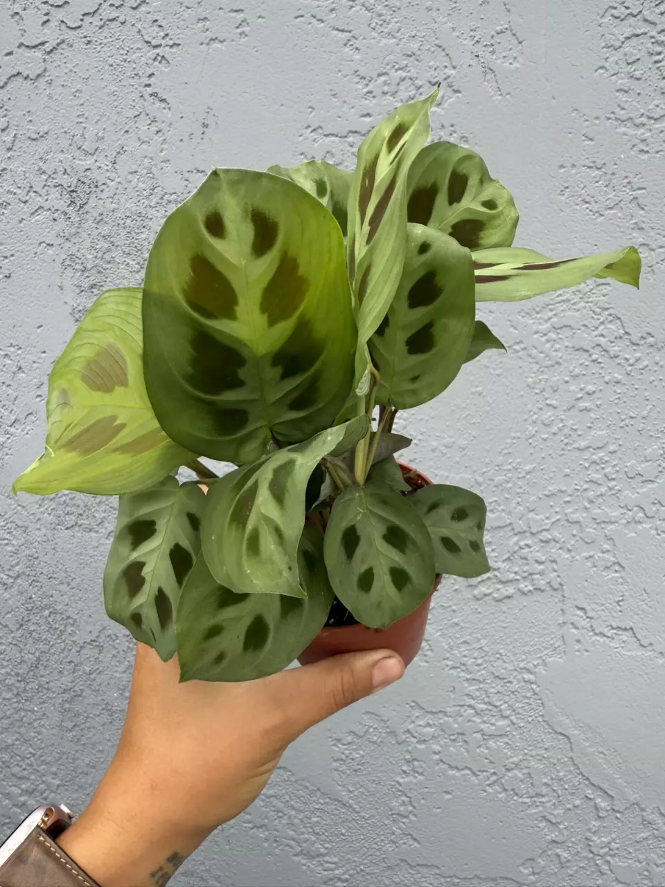 plant/4” Maranta ‘Leuconeura’ - “Prayer Plant “-0