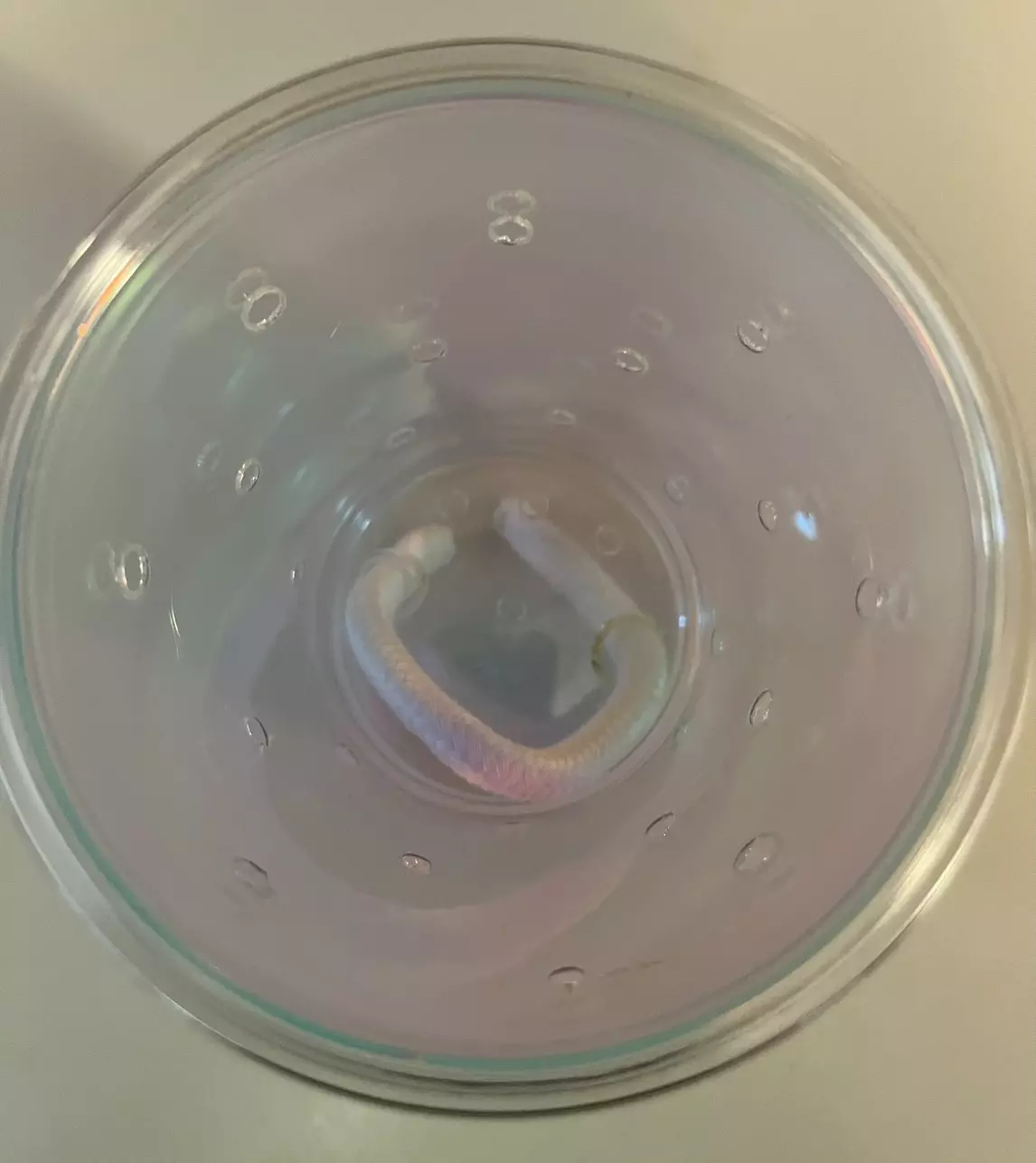 plant/Halo Holographic - Inner cup 9oz outer cup 12oz -  3 small clear self watering-1