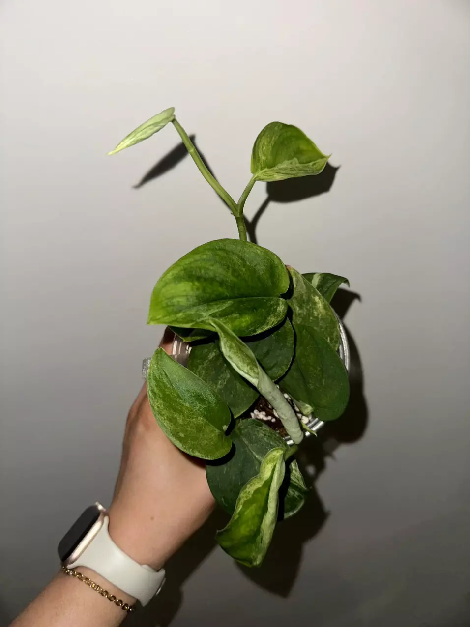 plant/Scindapsus Jade Satin Mint Variegated-0