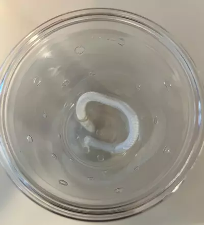 plant/Small Clear Self watering Setups -3 pack small-1-thumbnail