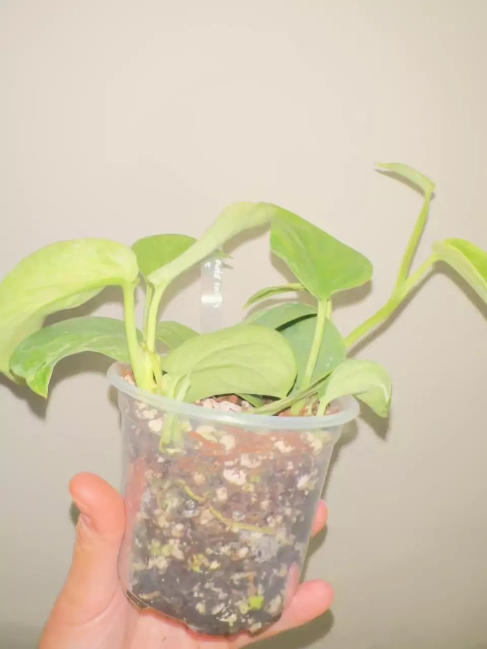 plant/Scindapsus Jade Satin Mint Variegated-2