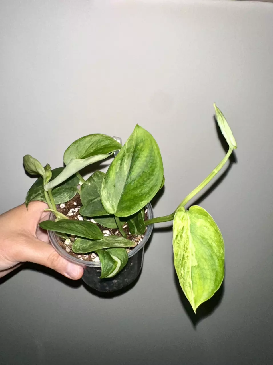 plant/Scindapsus Jade Satin Mint Variegated-1
