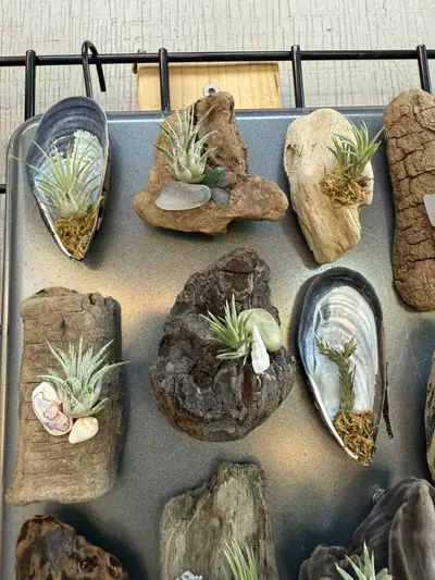 plant/Assorted air plant magnets-4-thumbnail