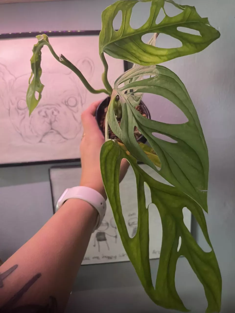 plant/Monstera Esqueleto 4” pot growers choice-0
