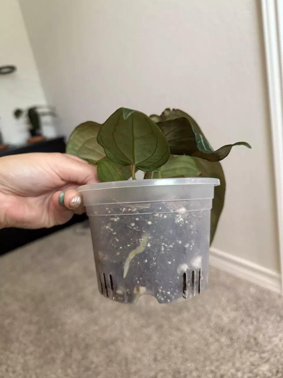 plant/Michelle-5