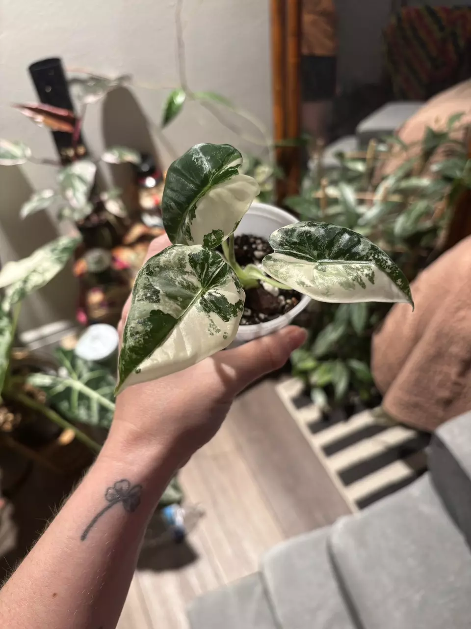 plant/Alocasia Freydek variegated-0