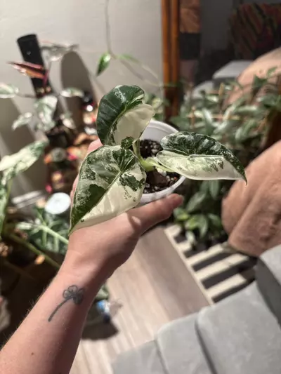 plant/Alocasia Freydek variegated-0-thumbnail