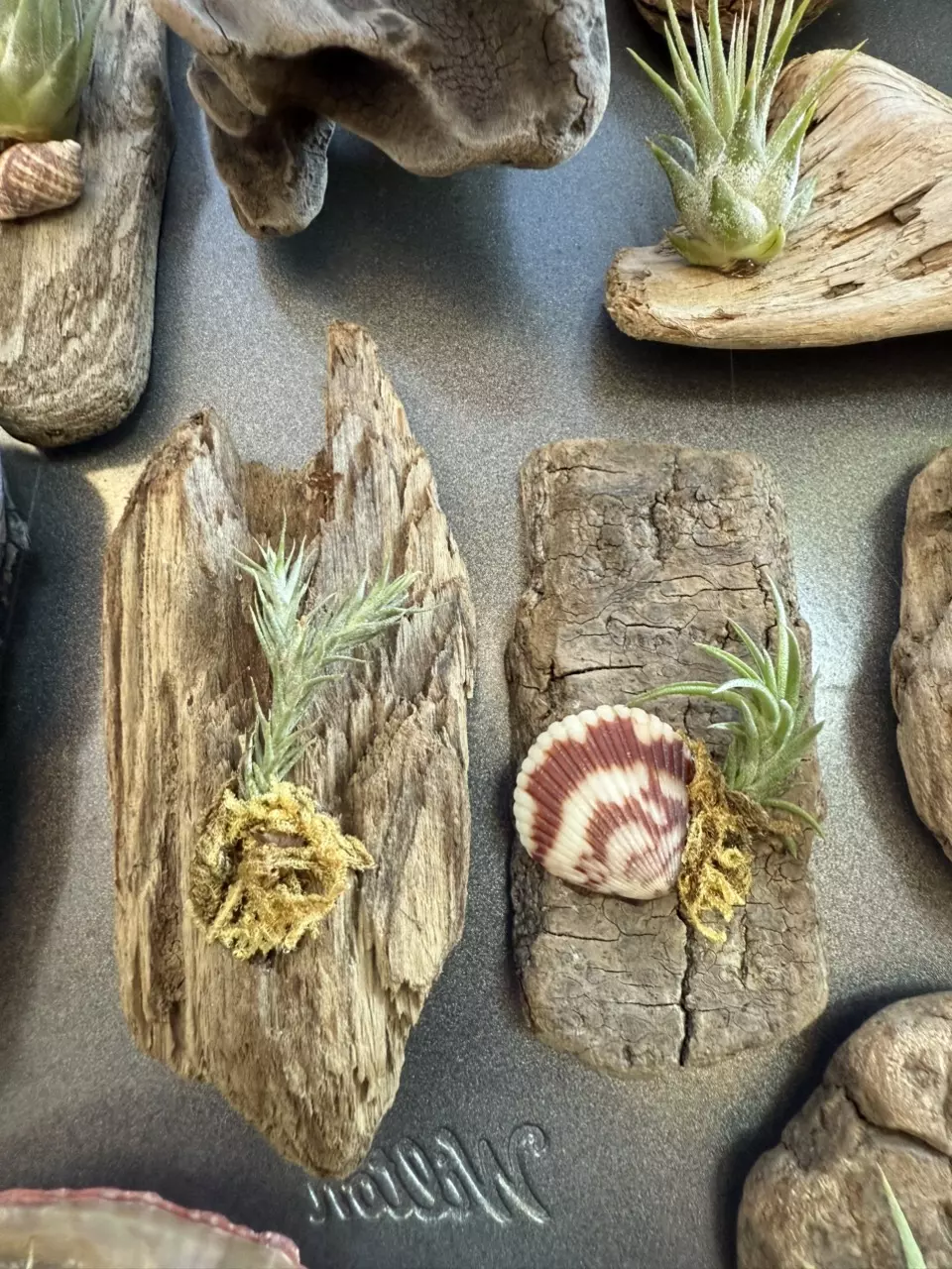 plant/Assorted air plant magnets-5