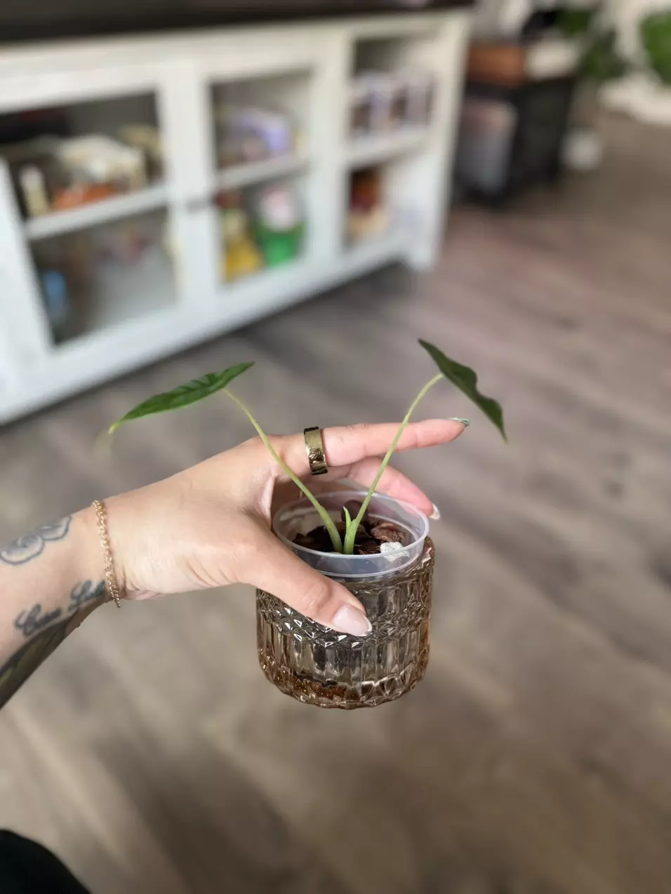 plant/Alocasia Frydek-1