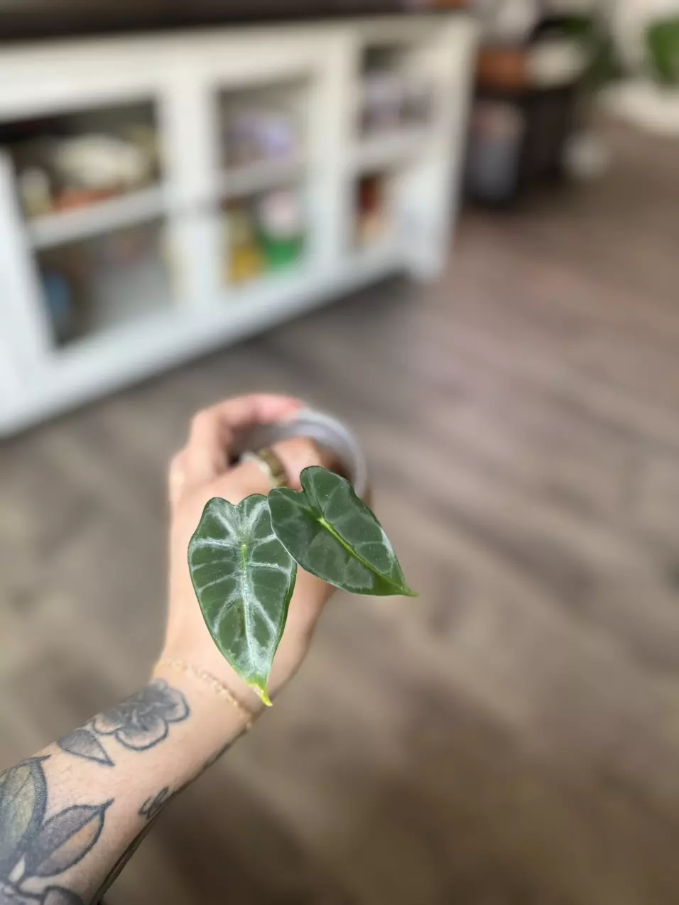 plant/Alocasia Frydek-2