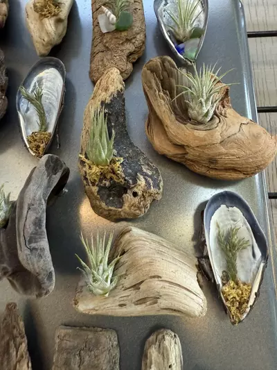plant/Assorted air plant magnets-2-thumbnail