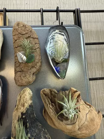 plant/Assorted air plant magnets-3-thumbnail