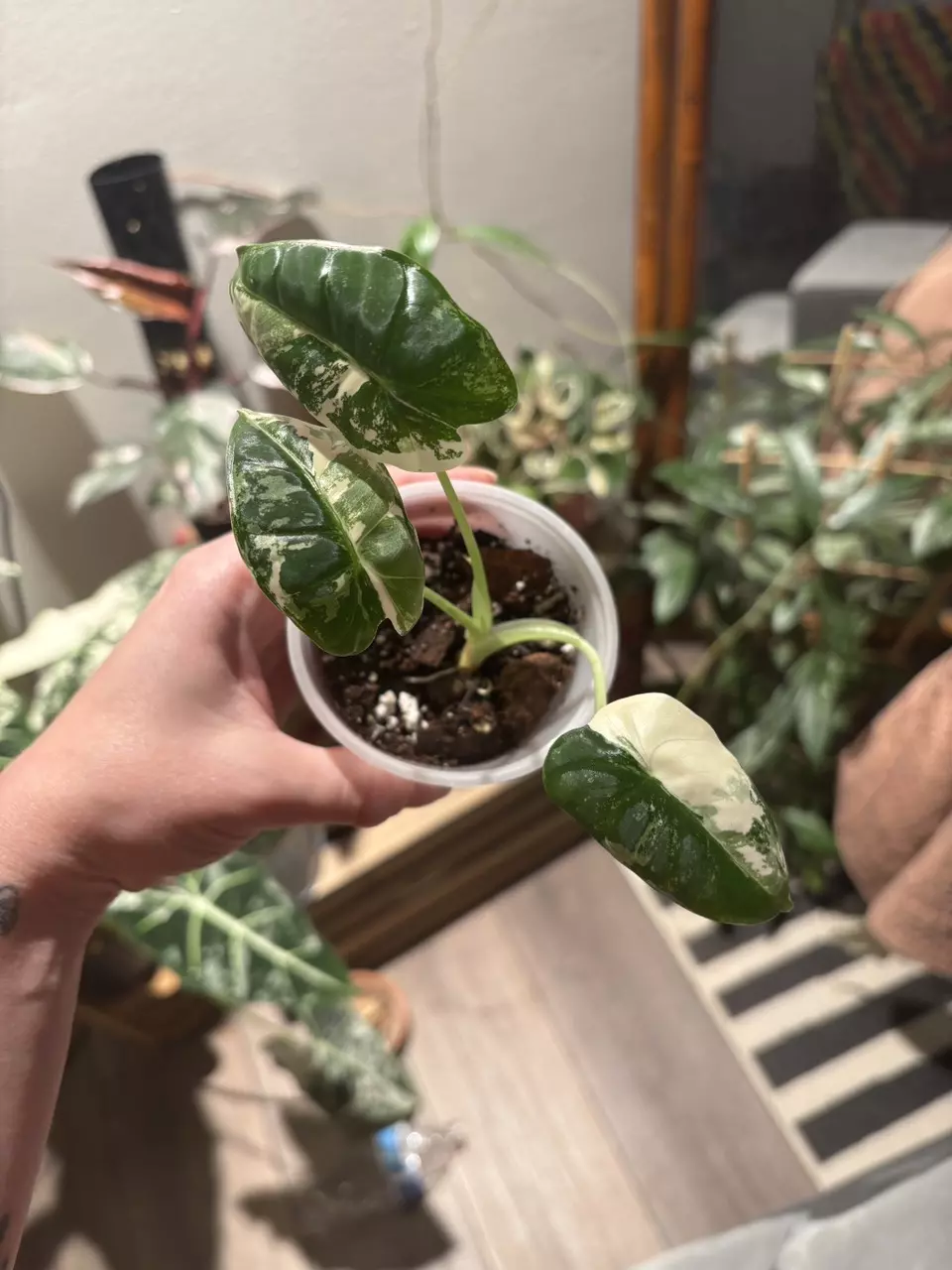 plant/Alocasia Freydek variegated-0