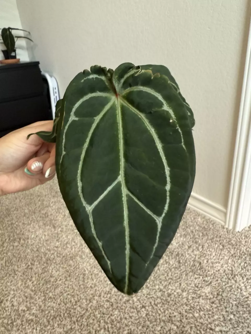 plant/Michelle-1