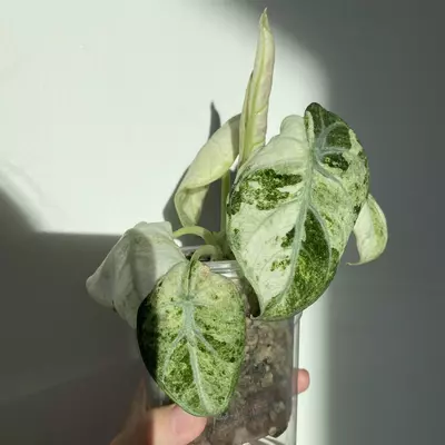plant/Alocasia ninja tricolor variegated corm-0-thumbnail
