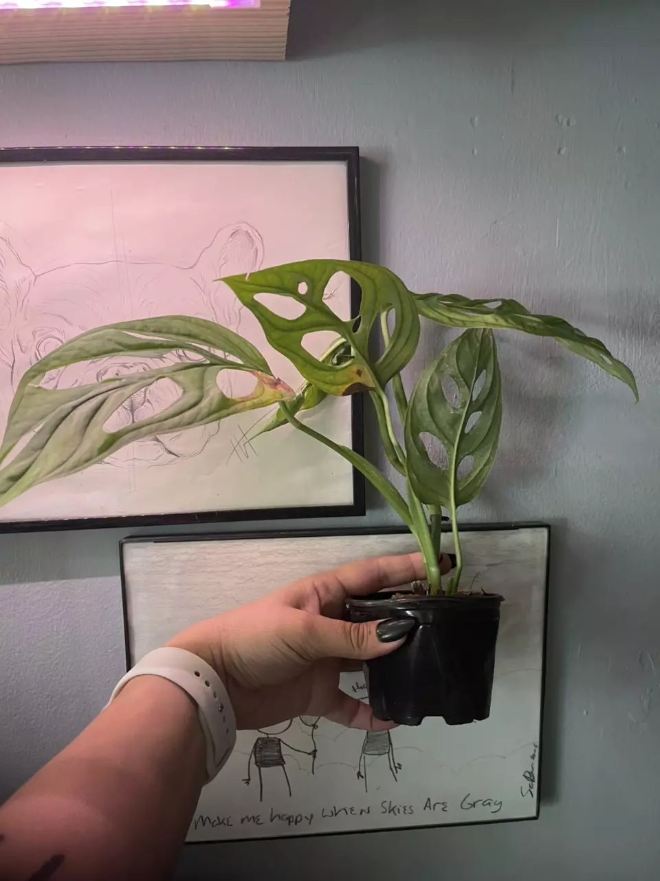 plant/Monstera Esqueleto 4” pot growers choice-1