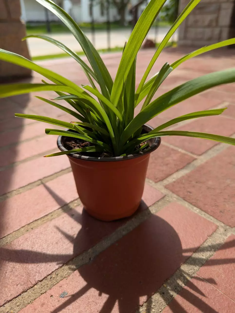 plant/💫 Shamrock Spider plant Includes heat pack 4 inch Spiderplant Free shipping-7