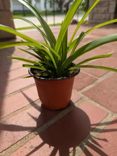 plant/💫 Shamrock Spider plant Includes heat pack 4 inch Spiderplant Free shipping-7-thumbnail