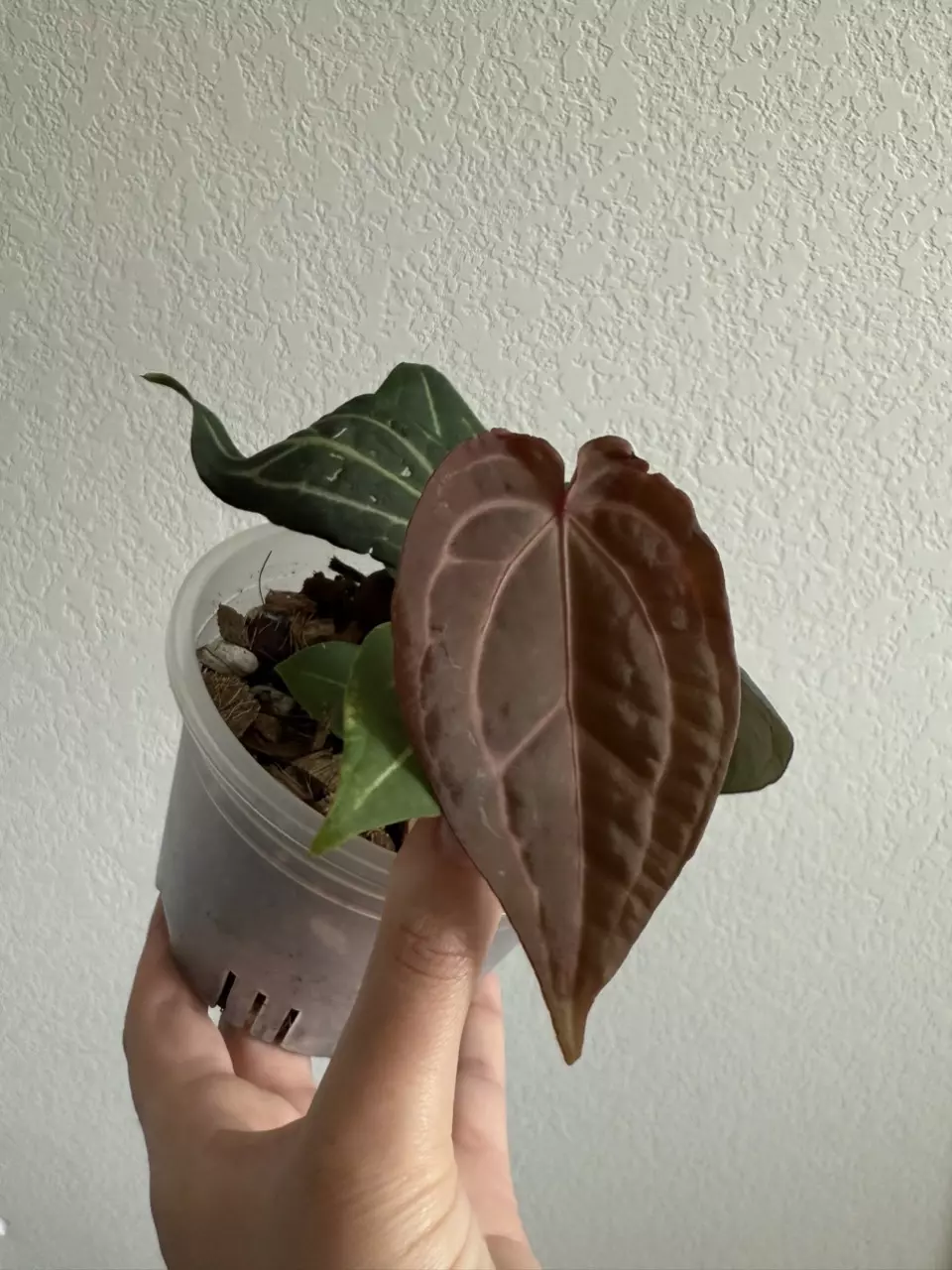 plant/Michelle-0