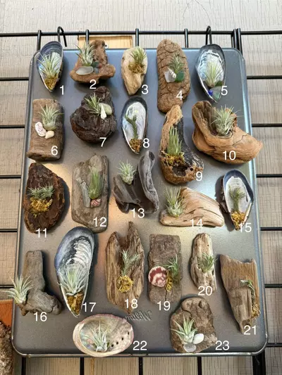 plant/Assorted air plant magnets-0-thumbnail