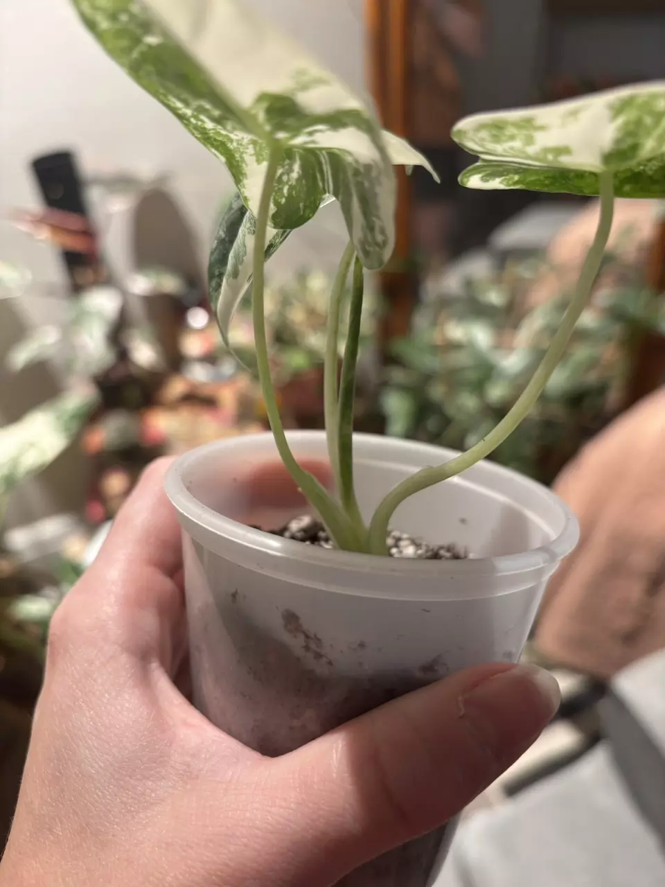 plant/Alocasia Freydek variegated-1