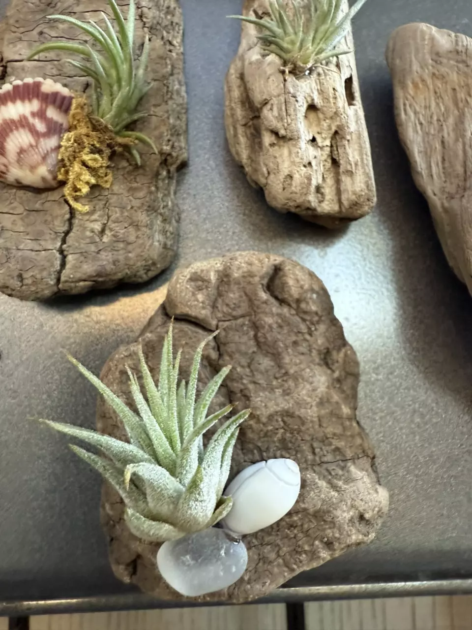 plant/Assorted air plant magnets-1
