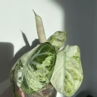 plant/Alocasia ninja tricolor variegated corm-1-thumbnail