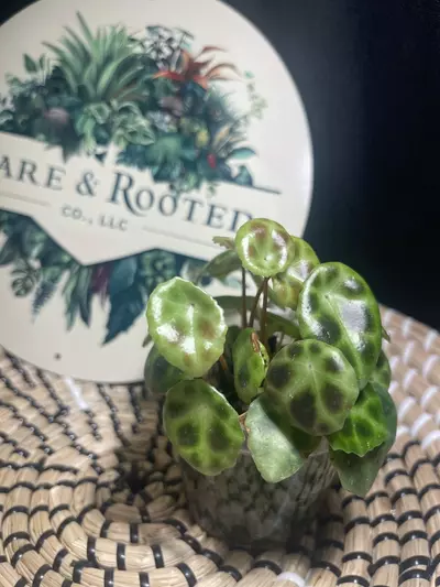 plant/Begonia Kingiana-0-thumbnail