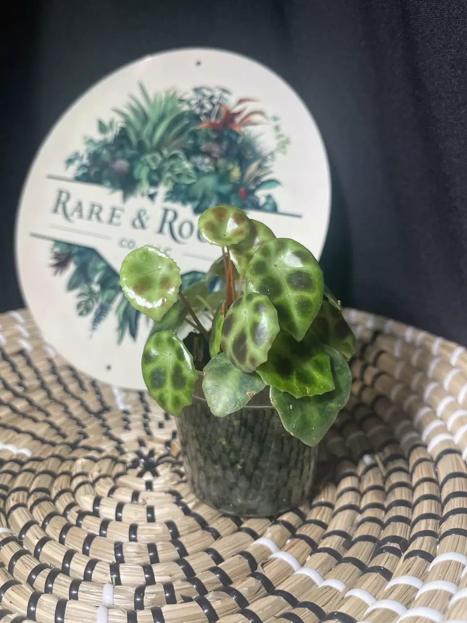 plant/Begonia Kingiana-2