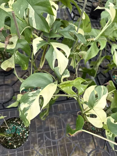 plant/Minima Variegated-0-thumbnail