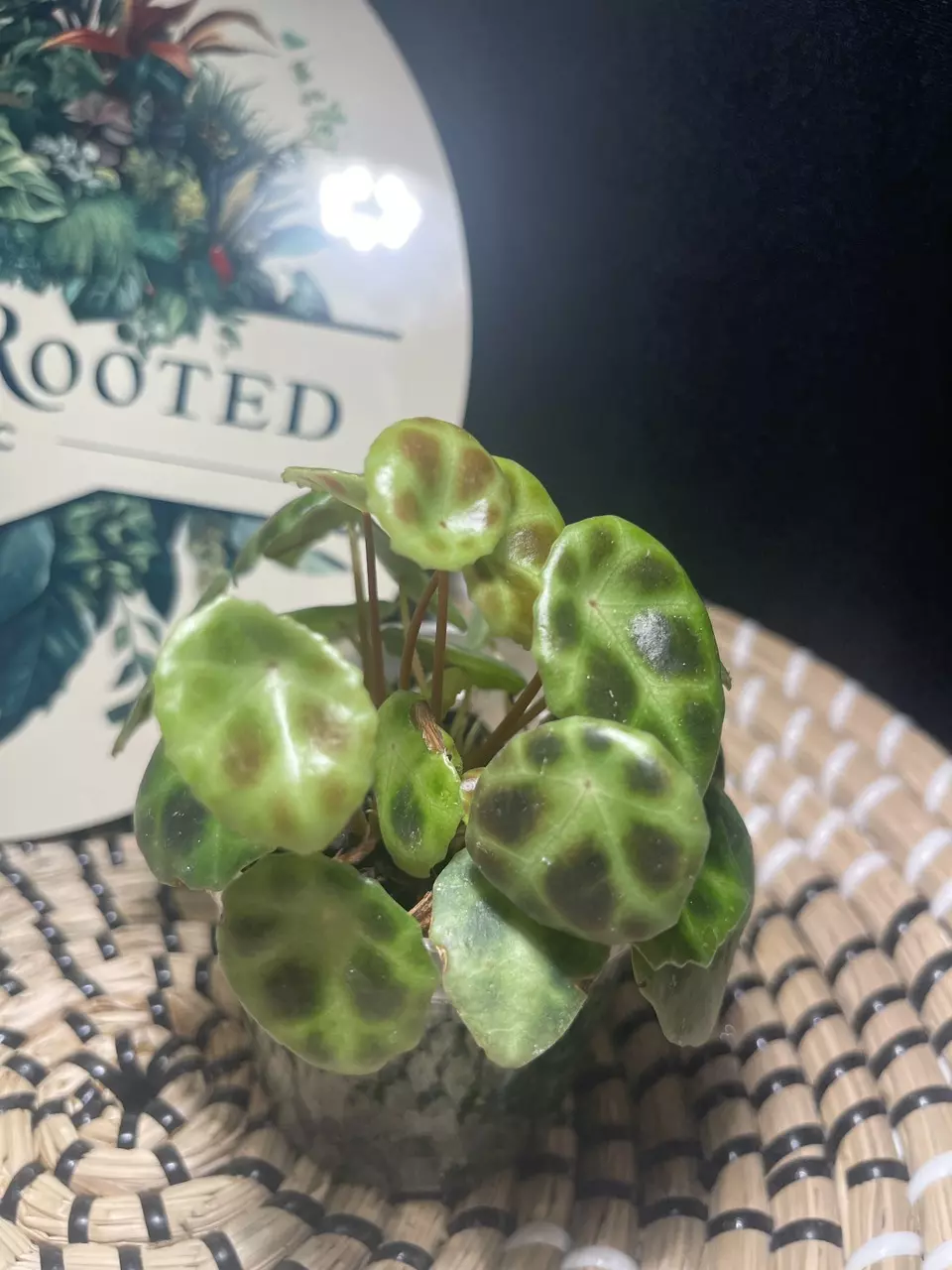 plant/Begonia Kingiana-1