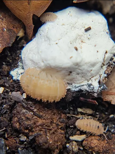 plant/Cristarmadillidium muricatum "Pineapple Spiky" 12ct isopods-1-thumbnail