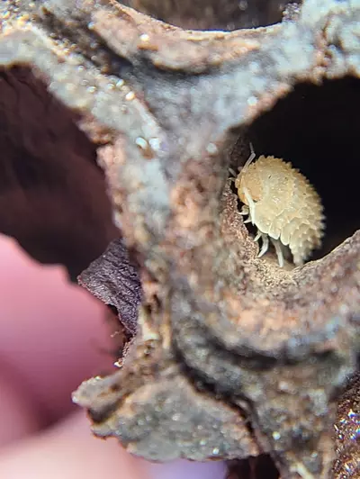 plant/Cristarmadillidium muricatum "Pineapple Spiky" 12ct isopods-3-thumbnail