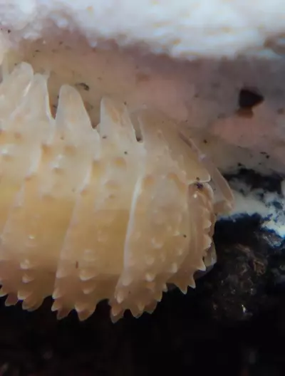 plant/Cristarmadillidium muricatum "Pineapple Spiky" 12ct isopods-2-thumbnail