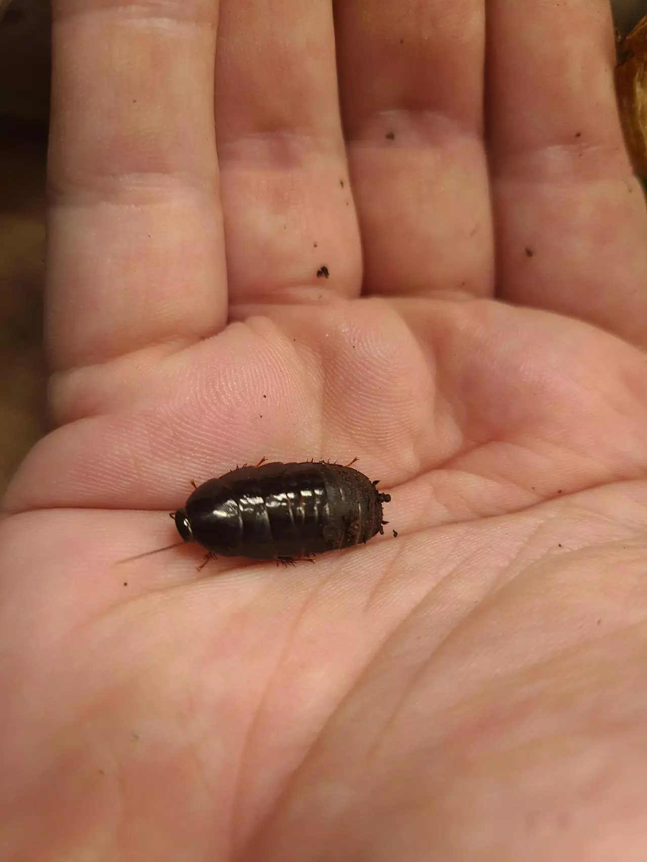 plant/Pycnoscelus nigra "Shadow Roaches" 12ct nymphs-3