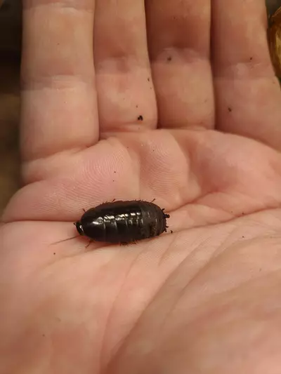 plant/Pycnoscelus nigra "Shadow Roaches" 12ct nymphs-3-thumbnail