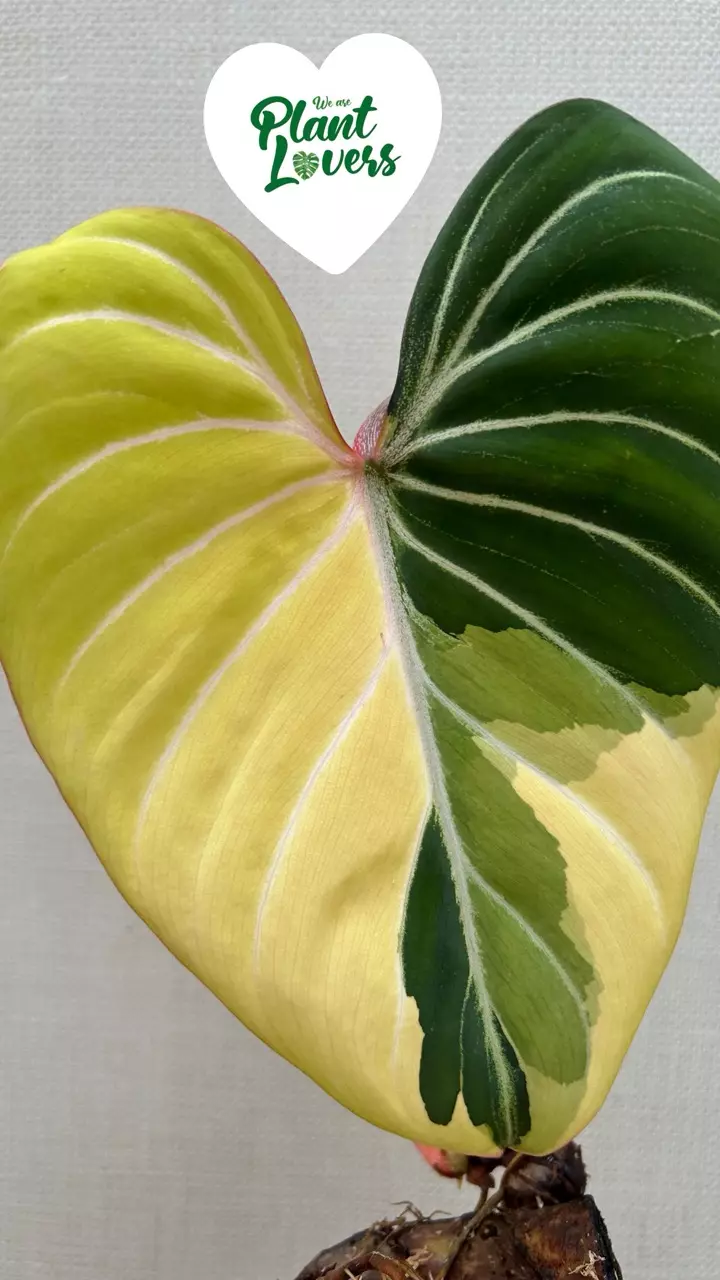 plant/Hold until 12/15-0