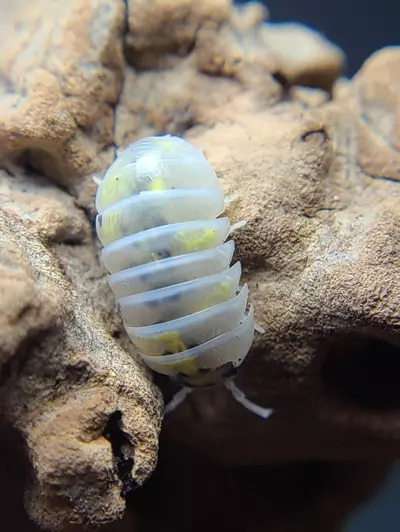 plant/Armadillidium vulgare "Magic Potions" (US) 12ct isopods-1-thumbnail