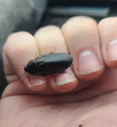 plant/Pycnoscelus nigra "Shadow Roaches" 12ct nymphs-1-thumbnail