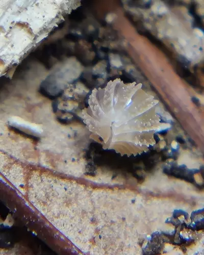 plant/Cristarmadillidium muricatum "Pineapple Spiky" 12ct isopods-4-thumbnail