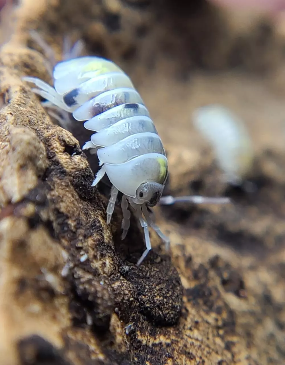 plant/Armadillidium vulgare "Magic Potions" (US) 12ct isopods-0