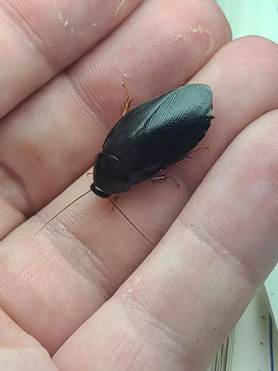 plant/Pycnoscelus nigra "Shadow Roaches" 12ct nymphs-2-thumbnail