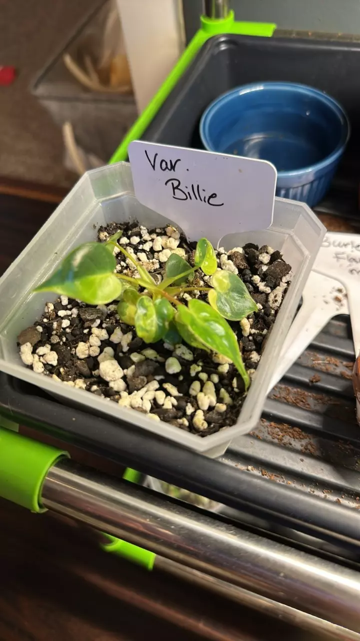 plant/Variegated Billie-0