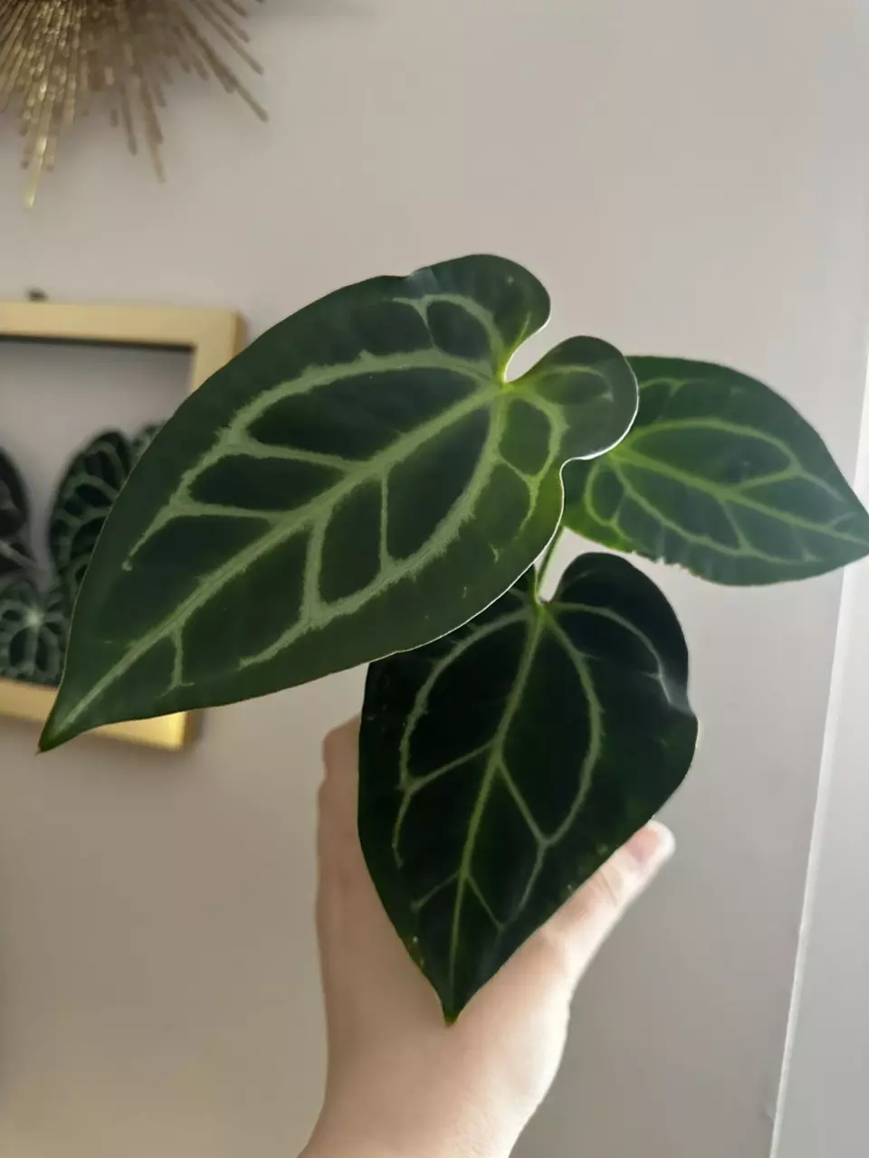 plant/Anthurium Pink Besseae x Carlablackiae-1