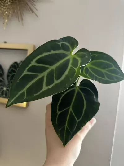 plant/Anthurium Pink Besseae x Carlablackiae-1-thumbnail